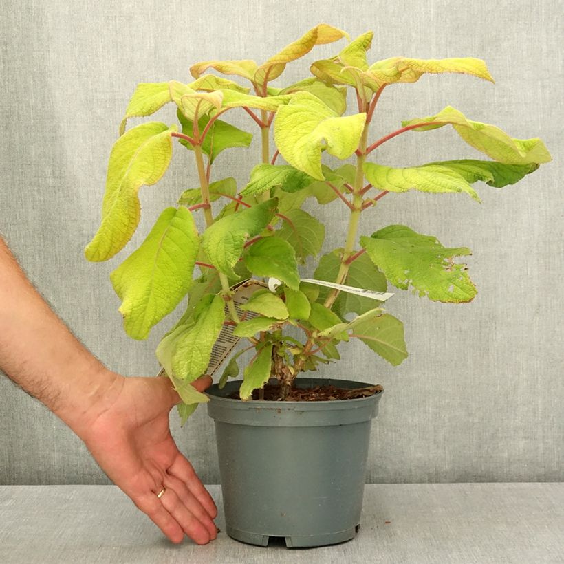 Example of Hortensia - Hydrangea aspera Goldrush Pot de 2L/3L as you get in ete