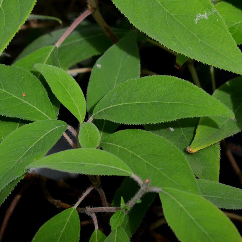 Hortensia - Hydrangea aspera villosa (Foliage)