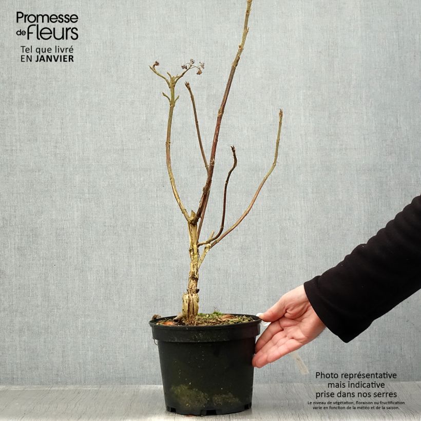 Example of Hortensia - Hydrangea aspera villosa Velvet & Lace Pot de 4L/5L as you get in hiver