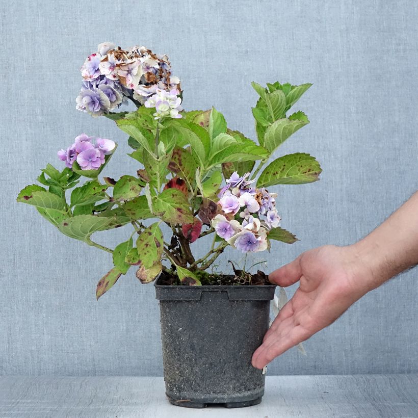 Example of Hortensia - Hydrangea macrophylla Amethyst Pot de 3L/4L as you get in ete