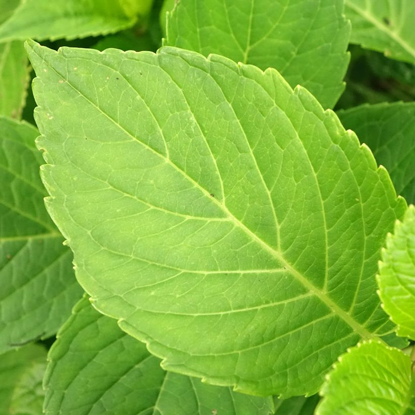 Hortensia - Hydrangea macrophylla Baron Rouge  (Foliage)