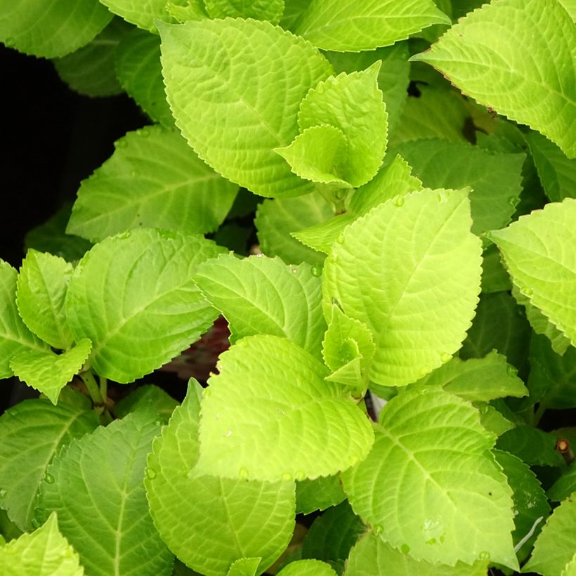 Hortensia - Hydrangea macrophylla Beautensia Dali  (Foliage)