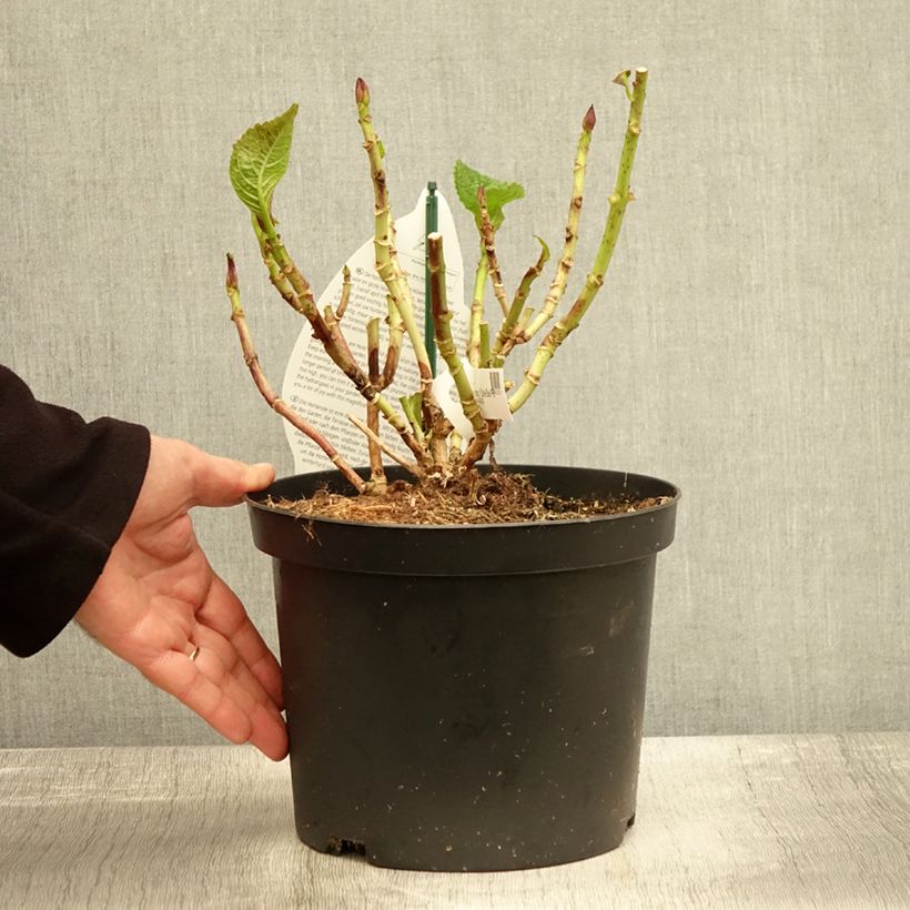Example of Hortensia - Hydrangea macrophylla Beautensia Spike Pot de 4L/5L as you get in automne