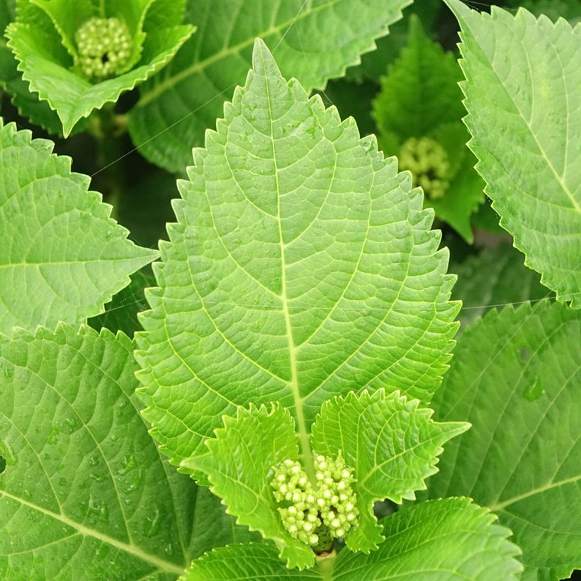 Hortensia - Hydrangea macrophylla Beautensia Spike (Foliage)