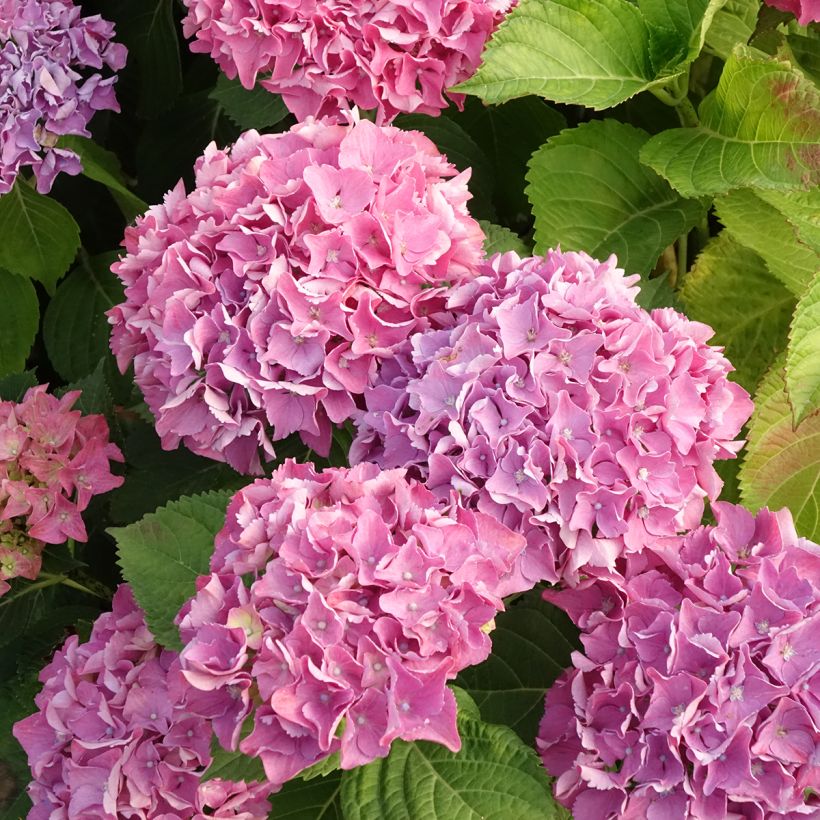 Hortensia - Hydrangea macrophylla Beautensia Spike (Flowering)