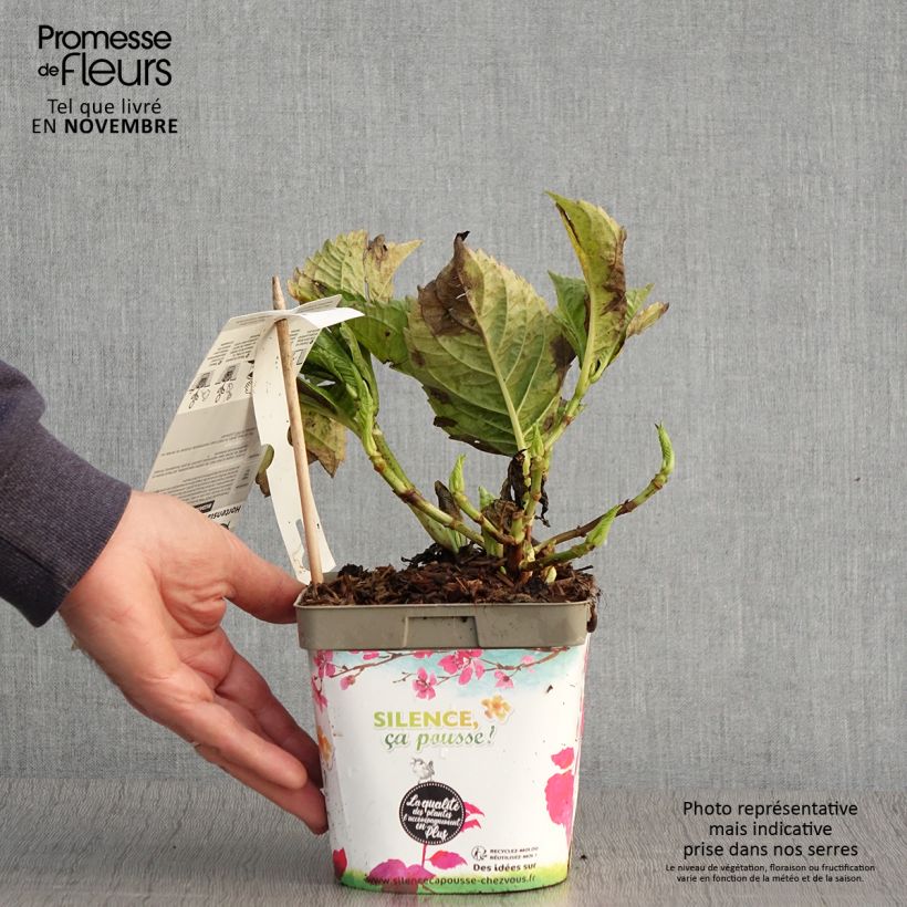 Example of Hortensia - Hydrangea macrophylla Big Data Pink Pot de 2L/3L, Buisson as you get in automne