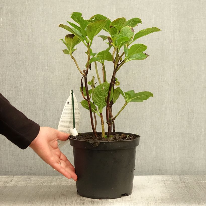 Example of Hortensia - Hydrangea macrophylla Black Steel Purple Pot de 4L/5L as you get in automne