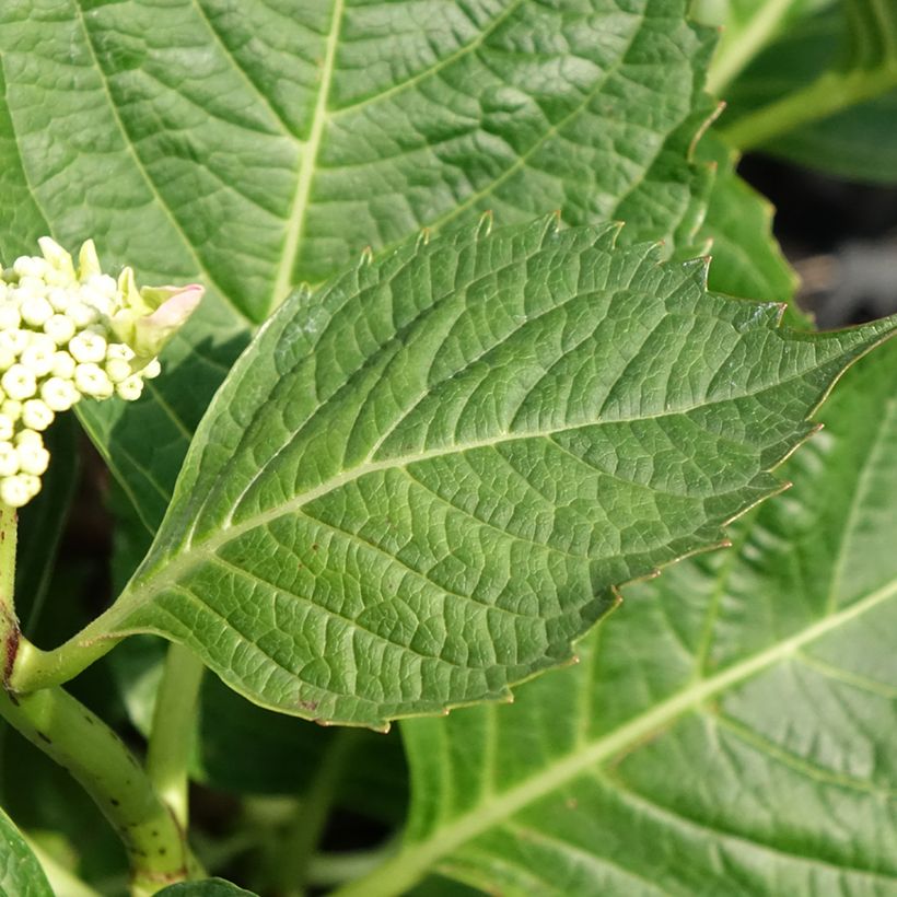 Hortensia - Hydrangea macrophylla Bloombuster rose (Foliage)