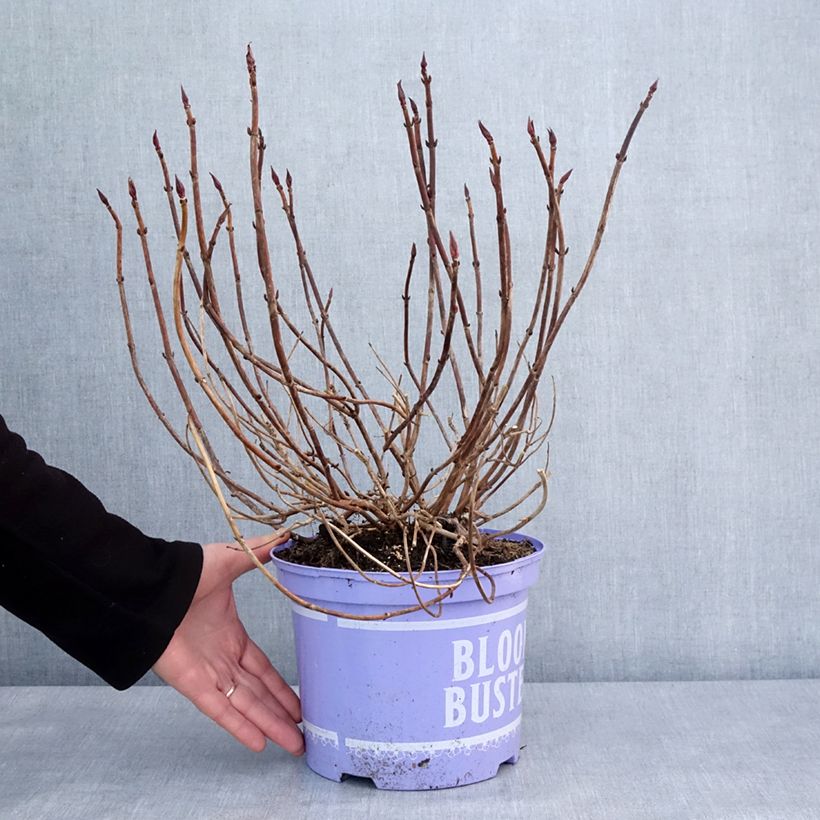 Example of Hortensia - Hydrangea macrophylla Bloombuster rose Pot de 4L/5L as you get in hiver