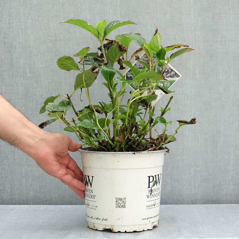 Example of Hortensia - Hydrangea macrophylla Blueberry Cheesecake Pot de 4L/5L as you get in ete