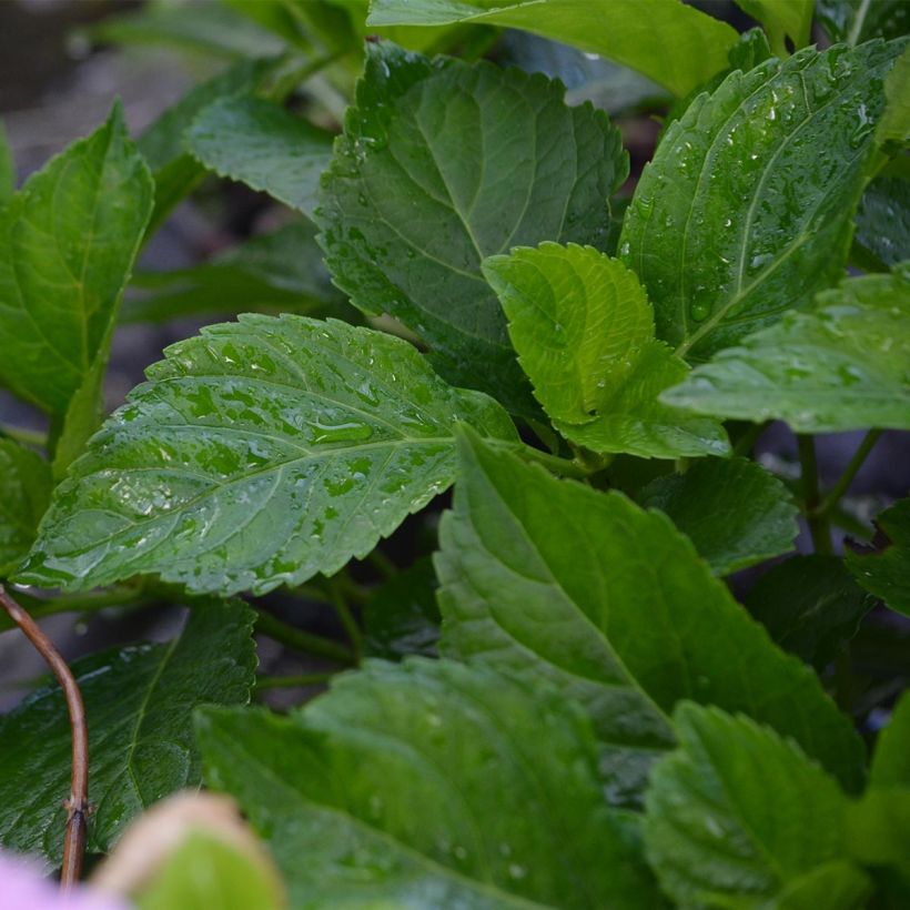 Hortensia - Hydrangea macrophylla Bodensee (Foliage)
