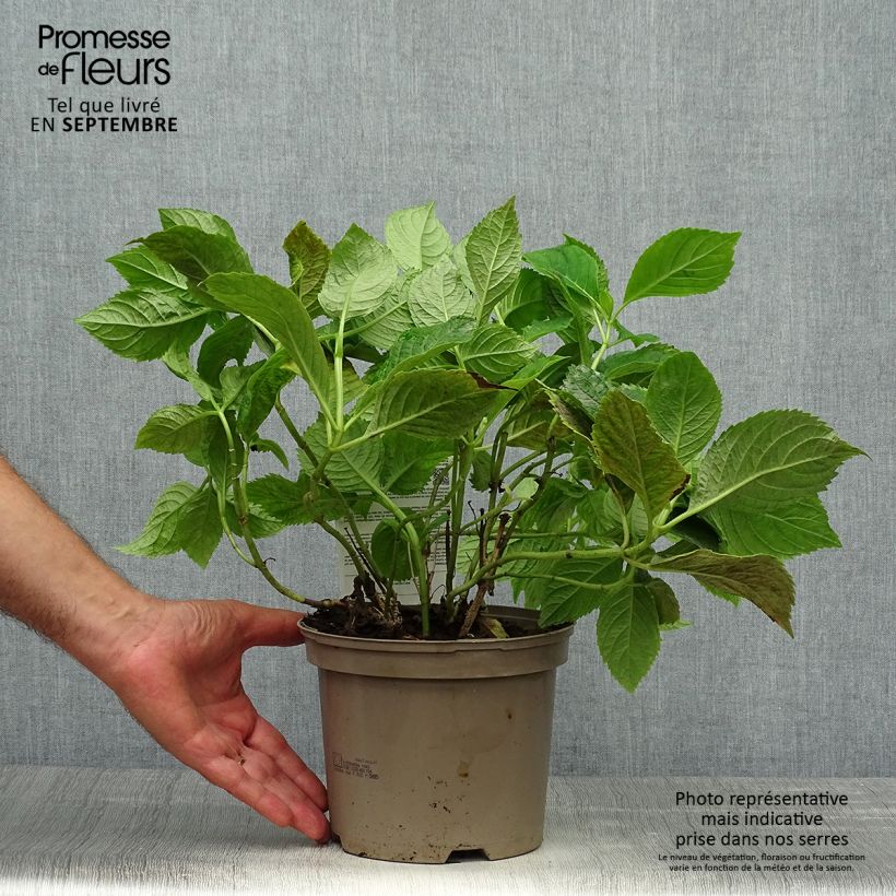 Example of Hortensia - Hydrangea macrophylla Bouquet Rose Pot de 2L/3L as you get in automne