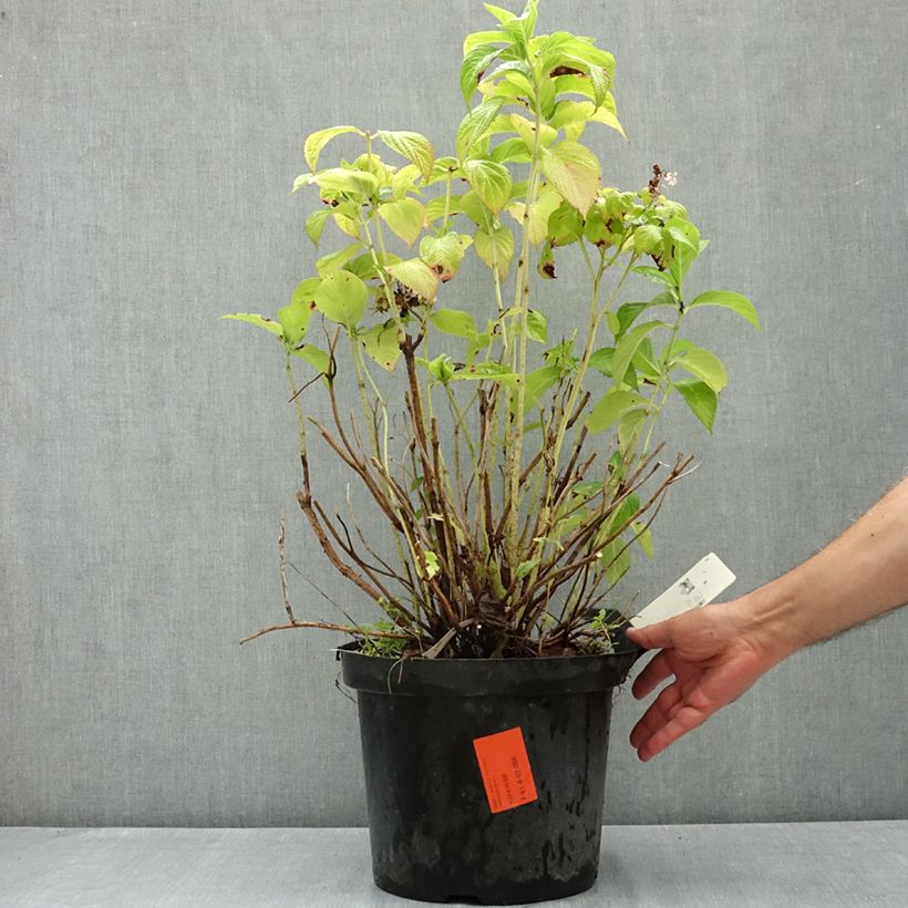 Example of Hortensia - Hydrangea macrophylla Bouquet Rose Pot de 7,5L/10L as you get in ete
