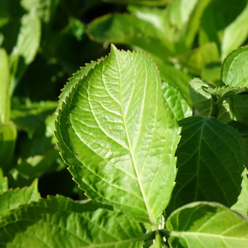 Hortensia - Hydrangea macrophylla Bright White (Foliage)