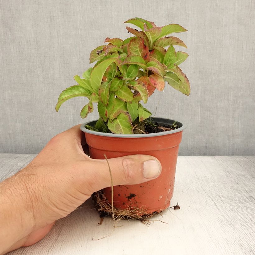 Example of Hortensia - Hydrangea macrophylla Caipirinha Pot de 12 cm / 13 cm as you get in ete