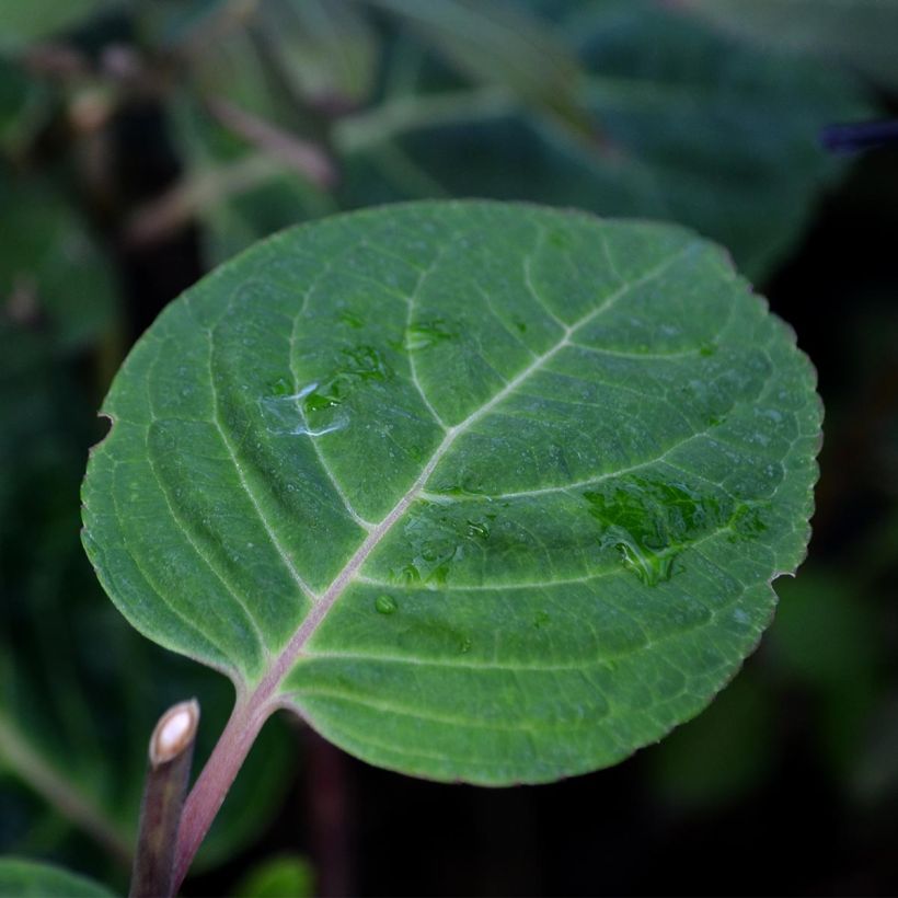 Hortensia - Hydrangea macrophylla Camino (Foliage)