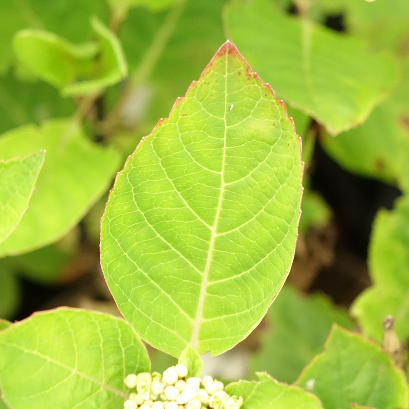 Hortensia - Hydrangea macrophylla Choco Chic (Foliage)