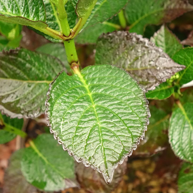Hortensia - Hydrangea macrophylla Chocolate Ever Belles Hokomachoko (Foliage)