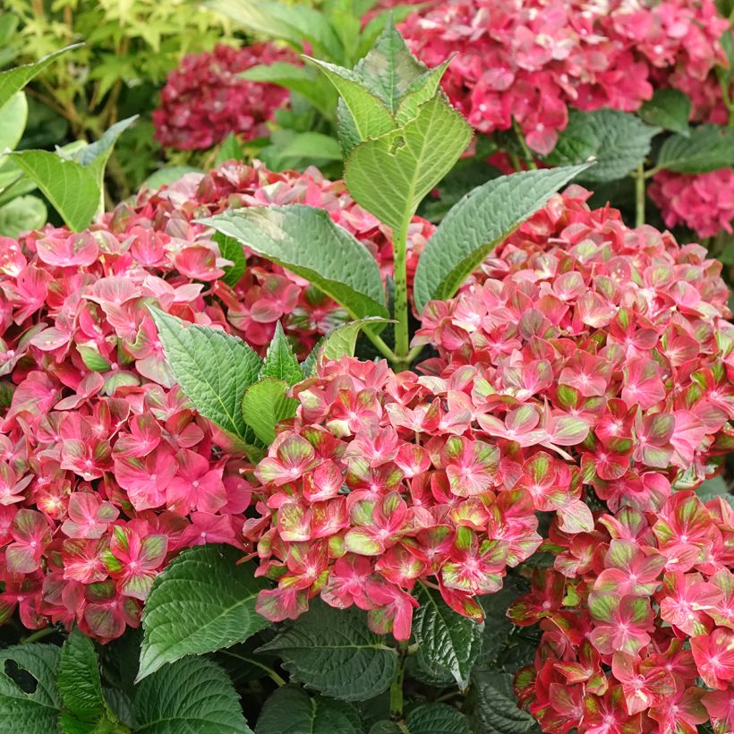 Hortensia - Hydrangea macrophylla Chocolate Ever Belles Hokomachoko (Flowering)