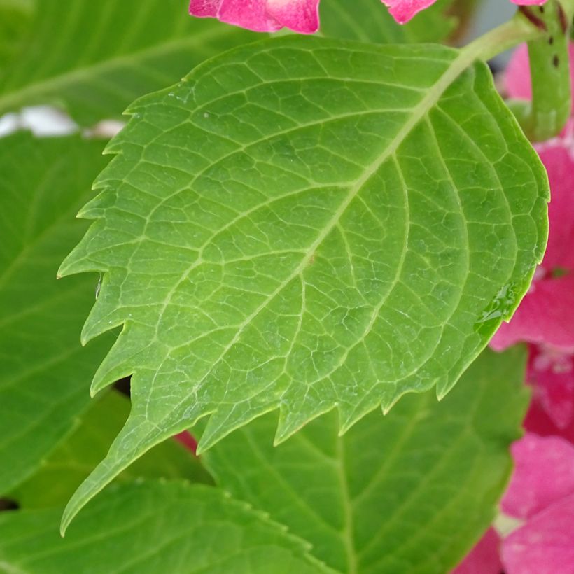 Hortensia macrophylla Constellation (Foliage)