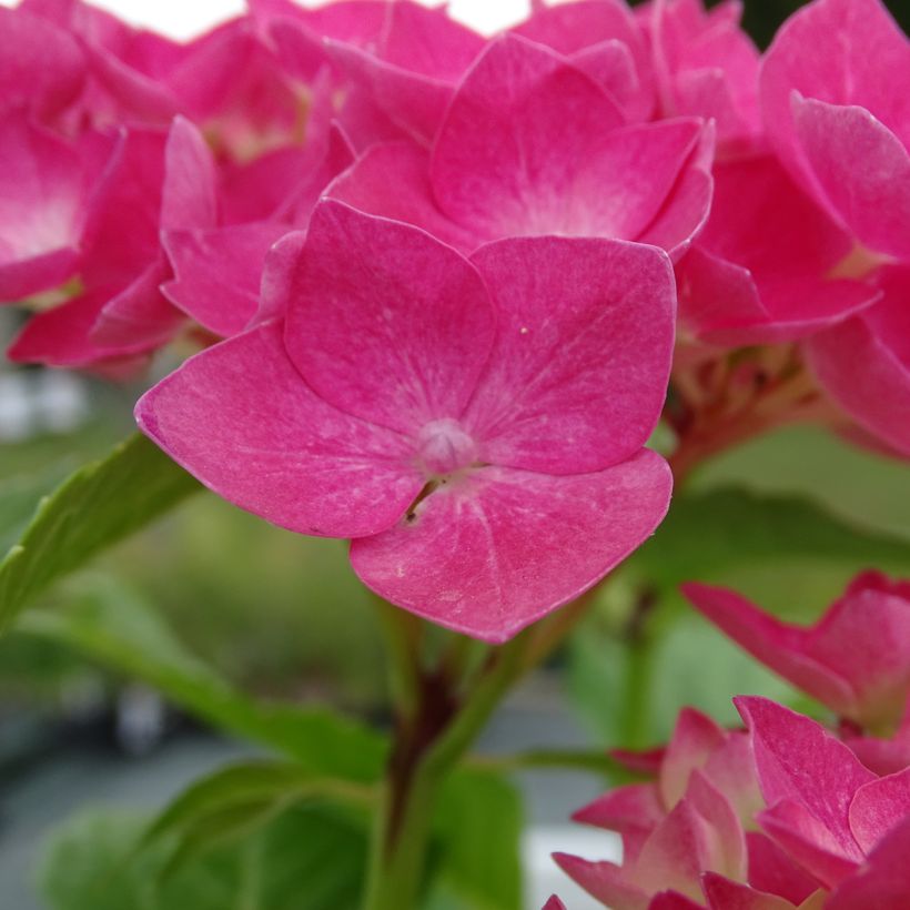 Hortensia macrophylla Constellation (Flowering)