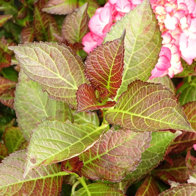 Hortensia - Hydrangea macrophylla Dark Angel (Black Diamonds) (Foliage)