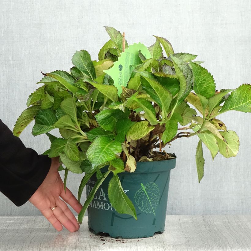 Example of Hortensia - Hydrangea macrophylla Dark Angel Purple (Black Diamonds) Pot de 2L/3L as you get in automne