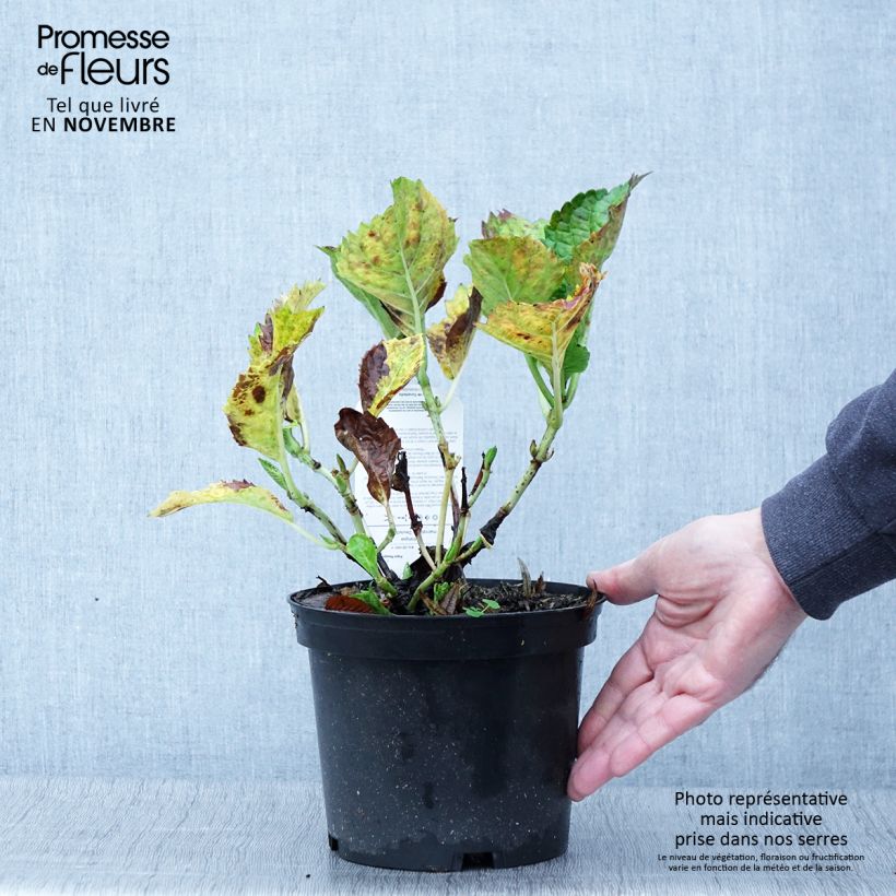 Example of Hortensia - Hydrangea macrophylla Deutschland Pot de 2L/3L as you get in automne