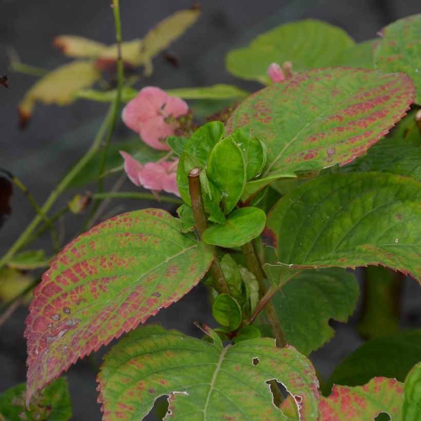 Hortensia - Hydrangea macrophylla Dolce Gipsy (Foliage)