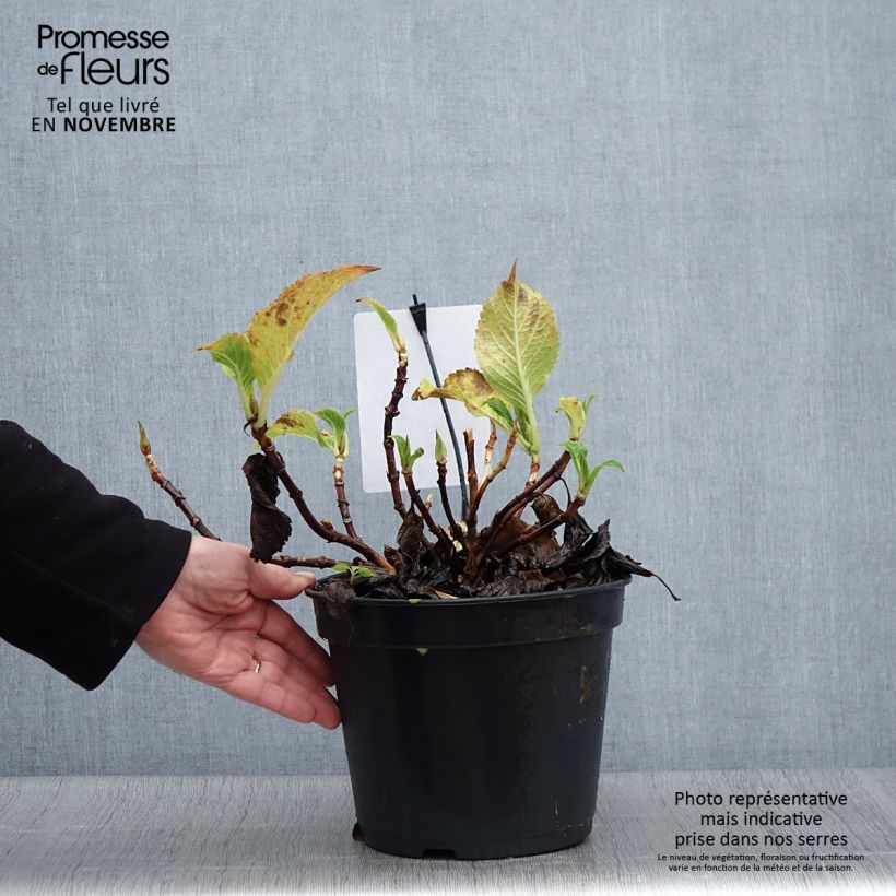 Example of Hortensia - Hydrangea macrophylla Dolce Gipsy Pot de 4L/5L as you get in automne