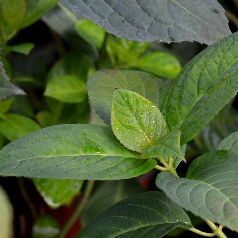 Hortensia - Hydrangea macrophylla Dolce Kiss (Foliage)
