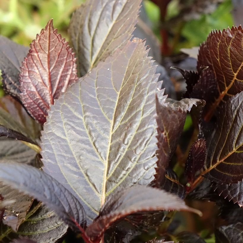 Hortensia - Hydrangea macrophylla Eclipse (Foliage)