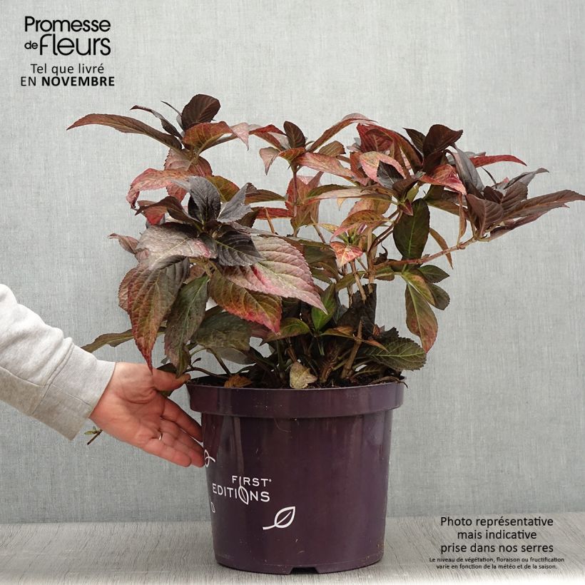 Example of Hortensia - Hydrangea macrophylla Eclipse Pot de 3L/4L as you get in automne