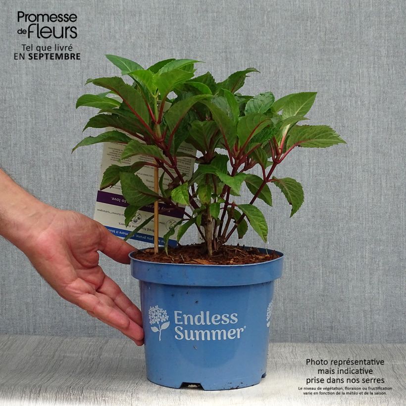 Example of Hortensia - Hydrangea macrophylla Endless Summer Bloomstar Pot de 3L/4L as you get in automne
