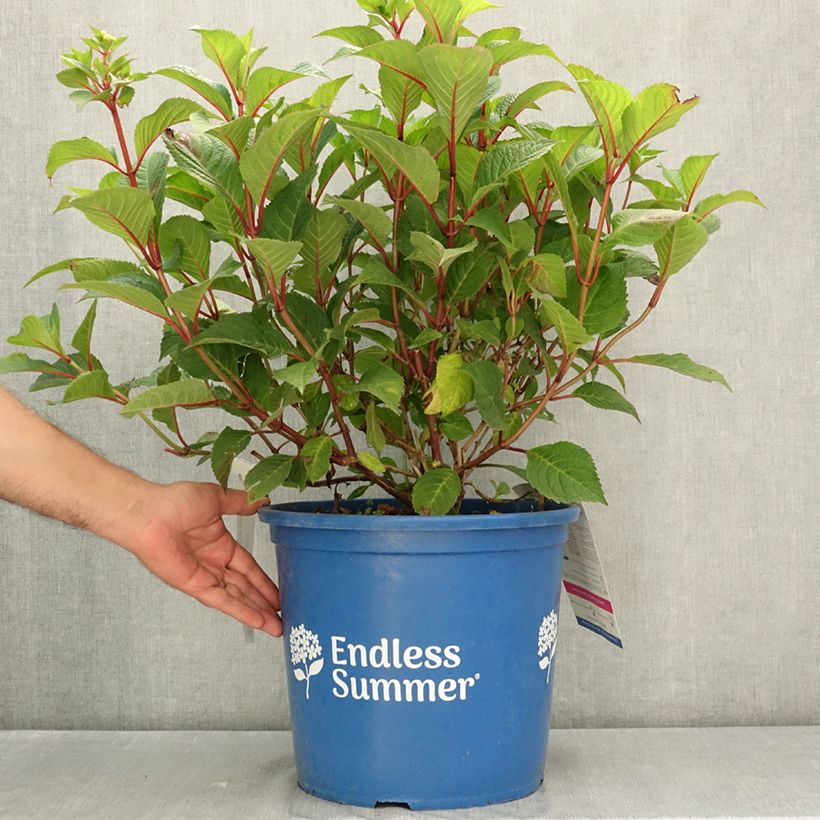 Example of Hortensia - Hydrangea macrophylla Endless Summer Bloomstar Pot de 12L/15L as you get in ete