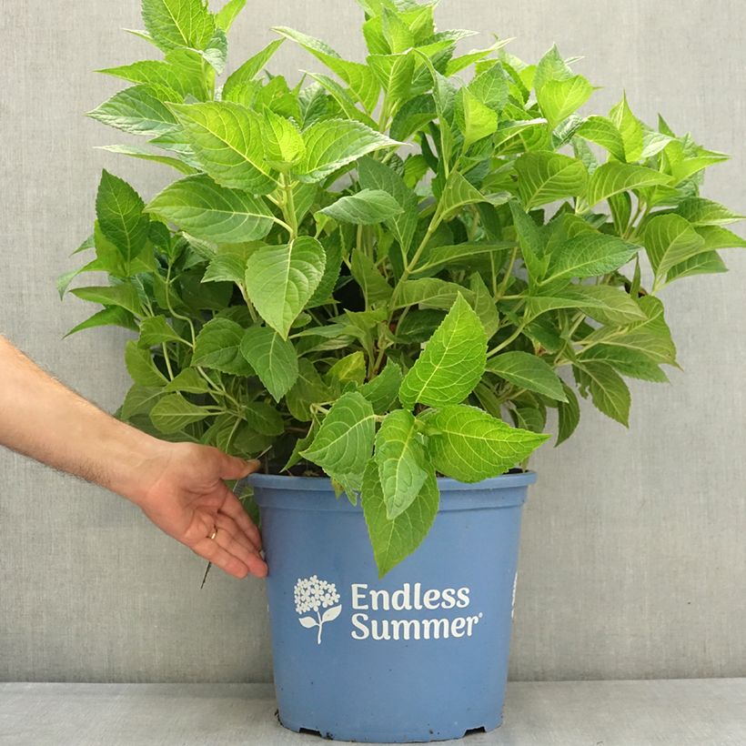 Example of Hortensia - Hydrangea macrophylla Endless Summer The Bride Pot de 12L/15L as you get in ete