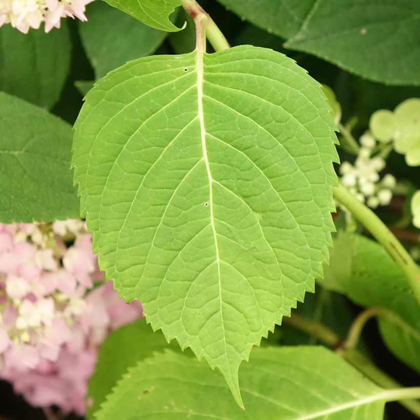 Hortensia - Hydrangea macrophylla Endless Summer The Original (bleu) (Foliage)