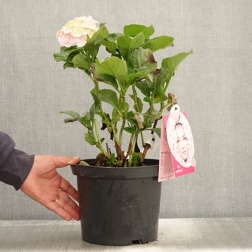 Example of Hortensia - Hydrangea macrophylla Everbloom Pink Wonder Pot de 4L/5L as you get in automne
