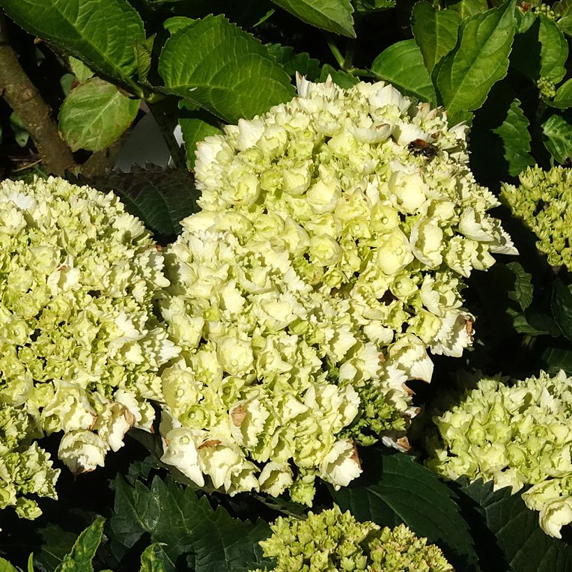 Hortensia - Hydrangea macrophylla Everbloom White Wonder (Flowering)
