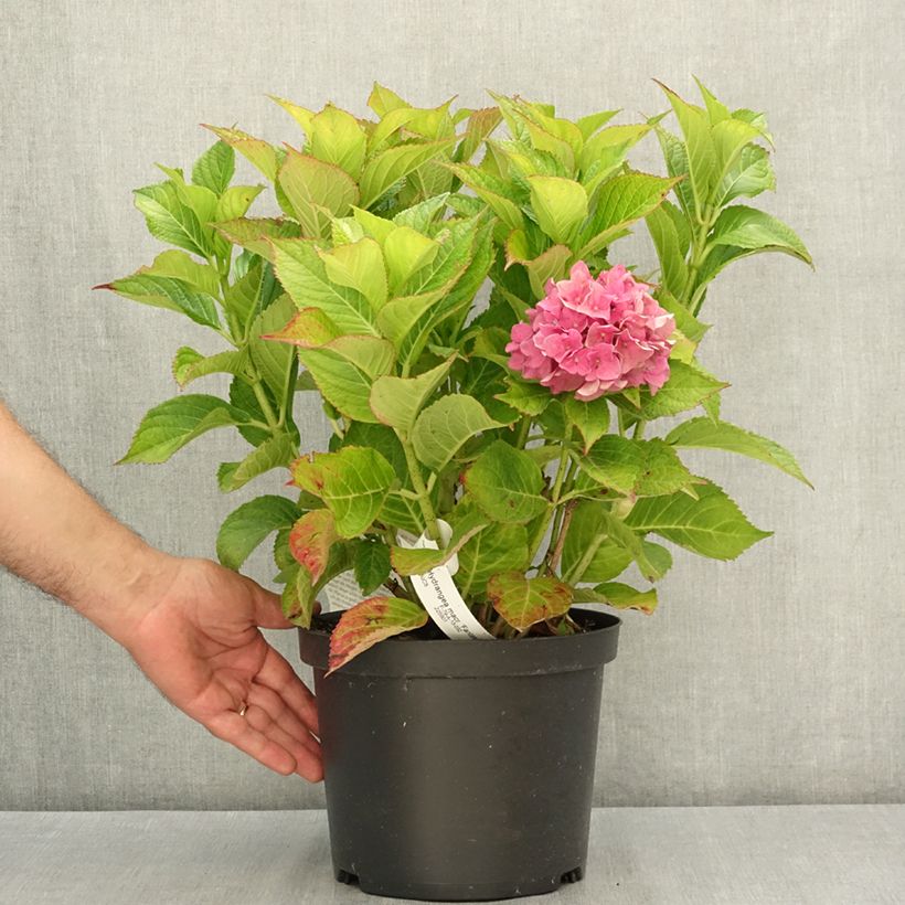 Example of Hortensia - Hydrangea macrophylla Fantasia Pot de 3L/4L as you get in ete