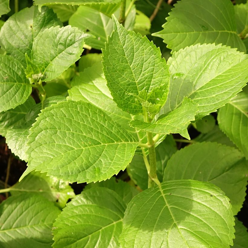 Hortensia - Hydrangea macrophylla Gertrud Glahn (Foliage)