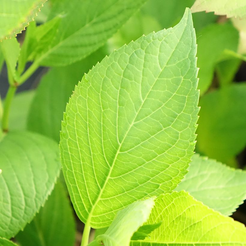 Hortensia - Hydrangea macrophylla Glowing Amber (Foliage)