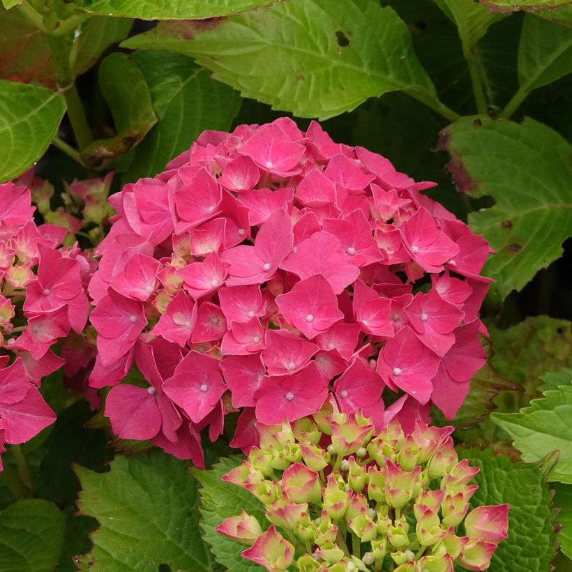 Hortensia - Hydrangea macrophylla Glowing Amber (Flowering)