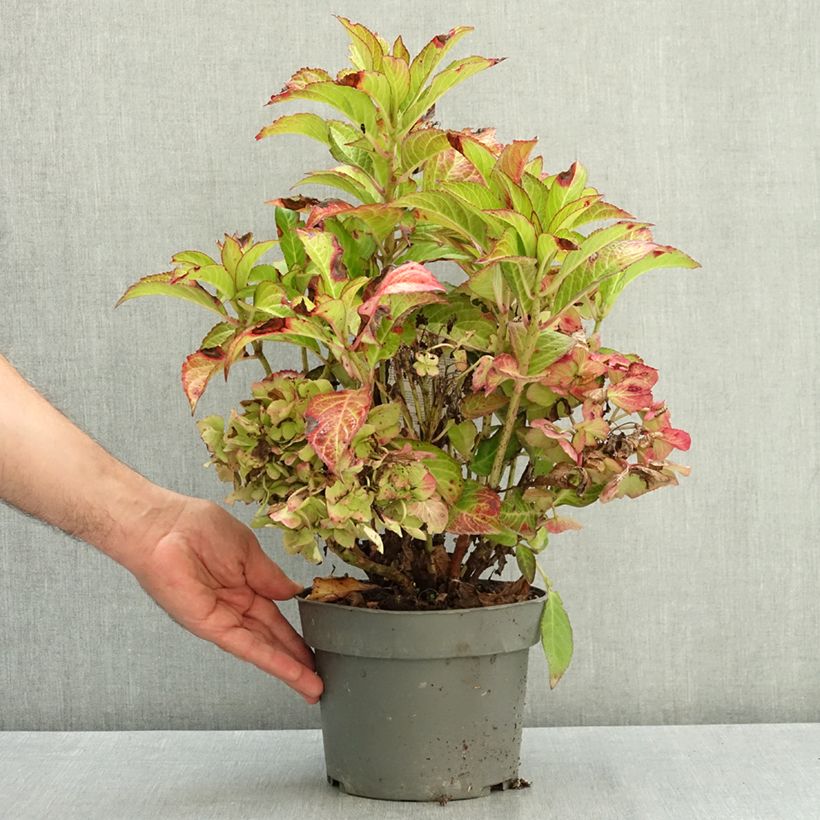 Example of Hortensia - Hydrangea macrophylla Gräfin Cosel Pot de 3L/4L as you get in ete