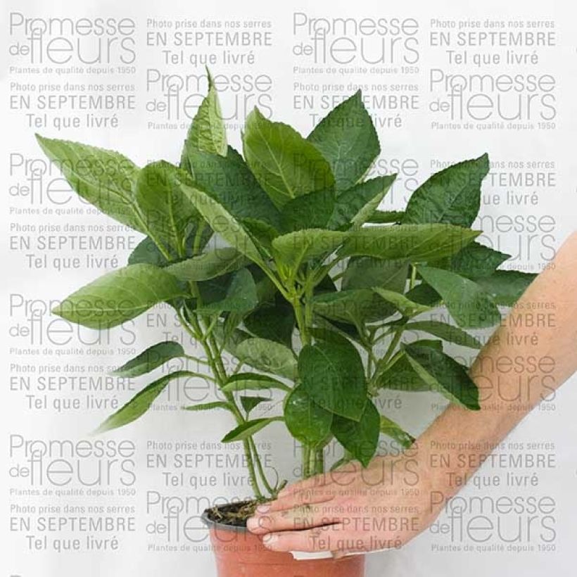 Example of Hortensia - Hydrangea macrophylla Great Star Blanc Bleu Pot de 2L/3L, Buisson as you get
