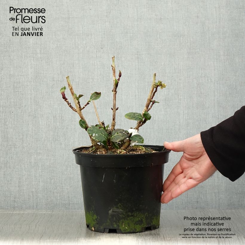 Example of Hortensia - Hydrangea macrophylla Green Ever Belles Pot de 2L/3L as you get in hiver