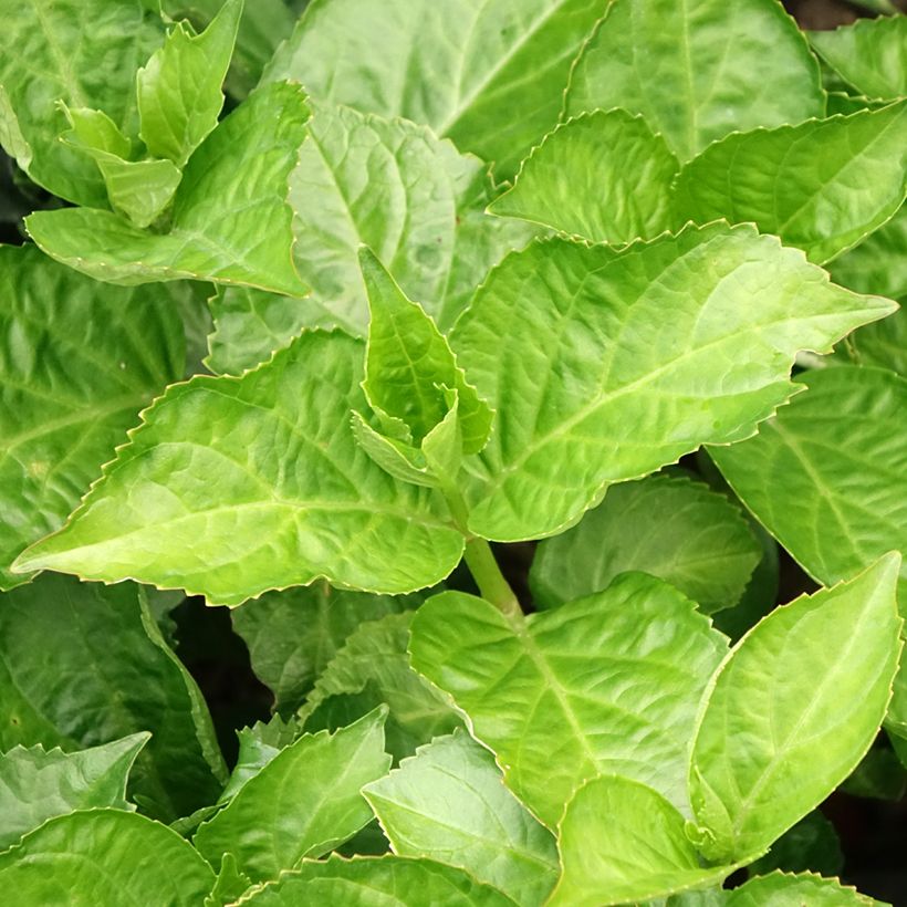 Hortensia - Hydrangea macrophylla Immaculata (Foliage)