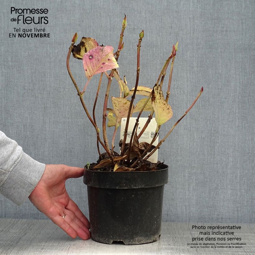 Example of Hortensia - Hydrangea macrophylla Kardinal Pot de 2L/3L as you get in automne