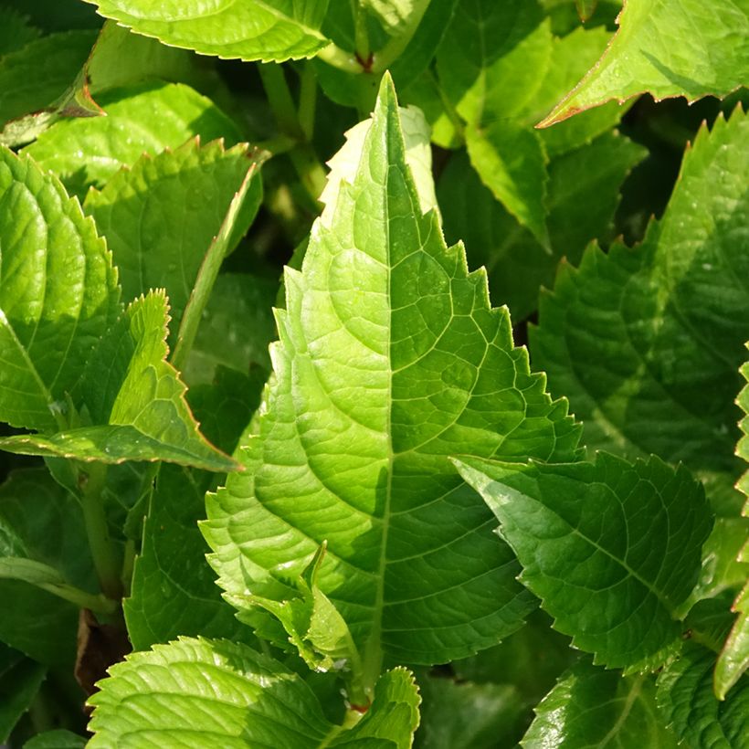 Hortensia - Hydrangea macrophylla Kardinal (Foliage)