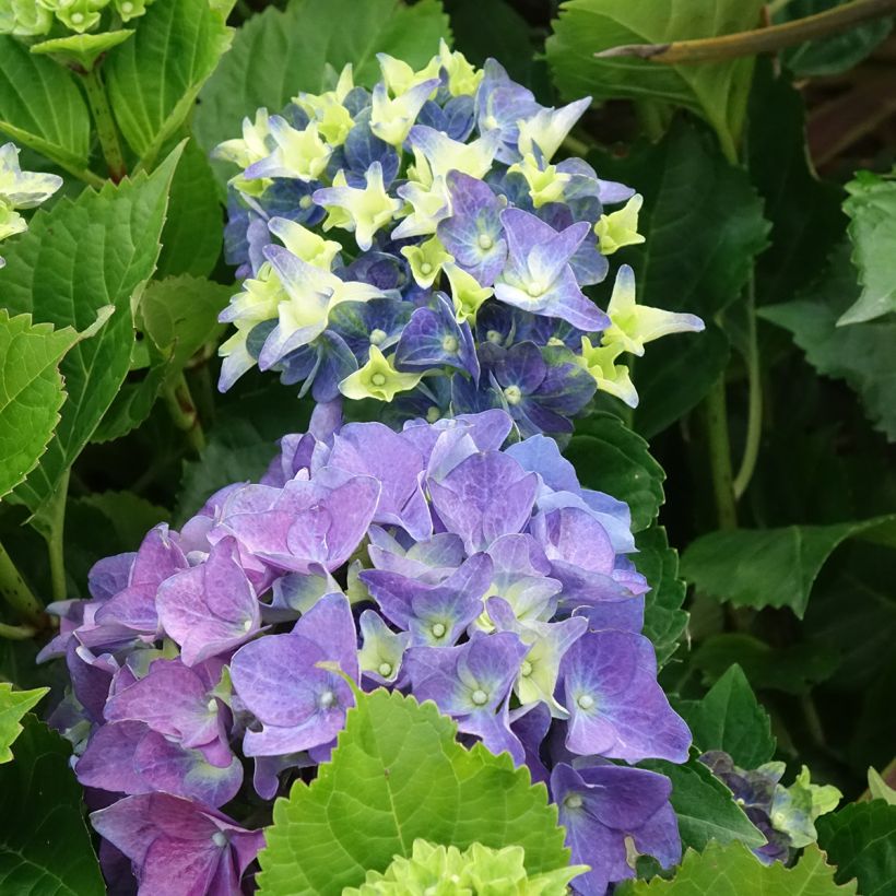 Hortensia - Hydrangea macrophylla Lady Mata Hari (Flowering)